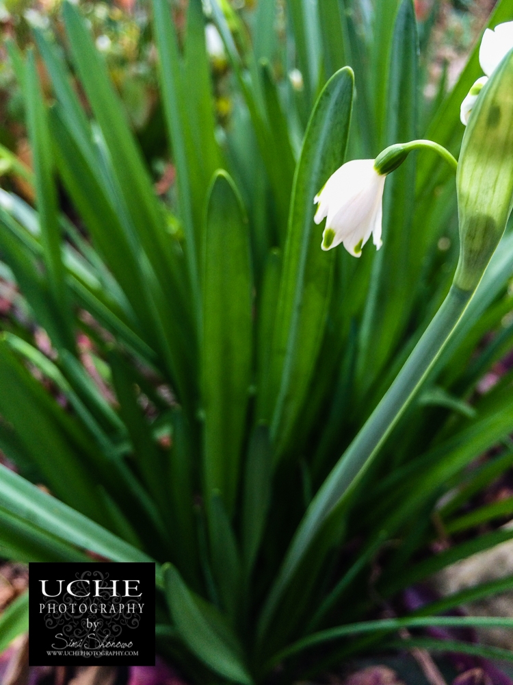 20160214.045.mobile365.miniscule in green