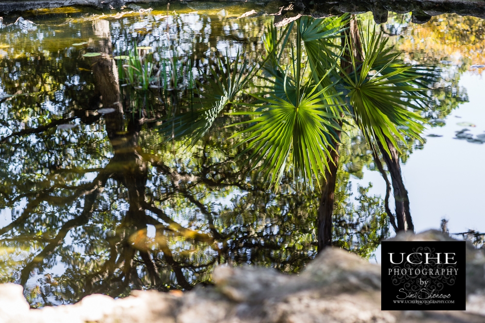 20151203.337.365.watery palms